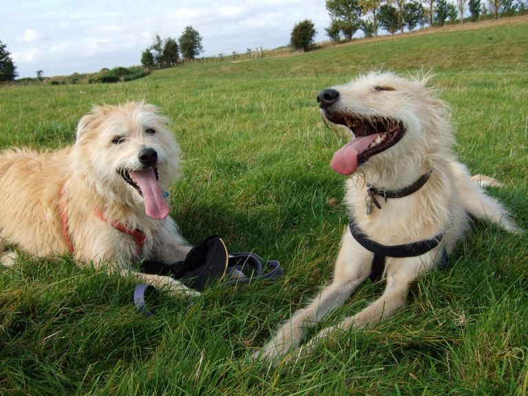 two happy lurcher dogs in a field